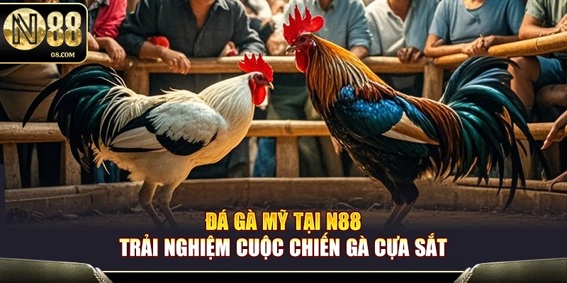 Đá Gà Mỹ N88 – Trải Nghiệm Cuộc Chiến Gà Cựa Sắt